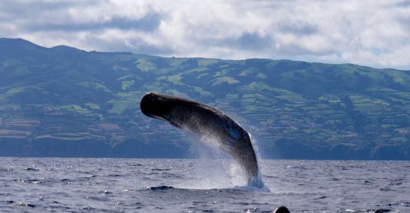 Rabo de Peixe: Sperm Whale Sanctuary Expedition - Authentic Feedback from Travelers