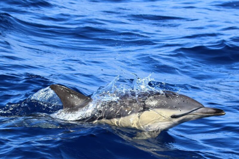 Rabo de Peixe: Sperm Whale Sanctuary Expedition - Is This Tour Right for You?