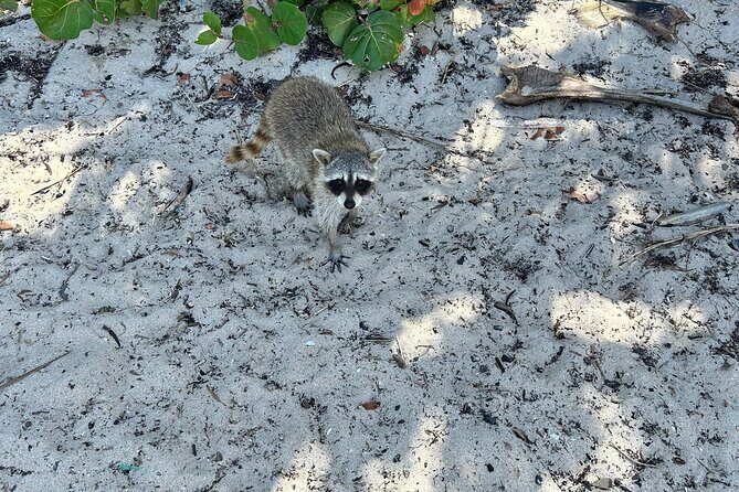 Raccoon Island Boat Tour - Indian Creek, Sanbar and Raccoons - Who Will Love This Tour?
