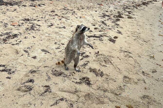 Raccoon Island Boat Tour - Indian Creek, Sanbar and Raccoons - The Sum Up