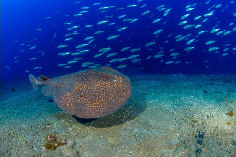 Radazul: Diving Trip in Radazul Bay with Drinks - Key Points