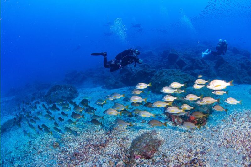 Radazul: Diving Trip in Radazul Bay with Drinks - Who Will Love This Tour?