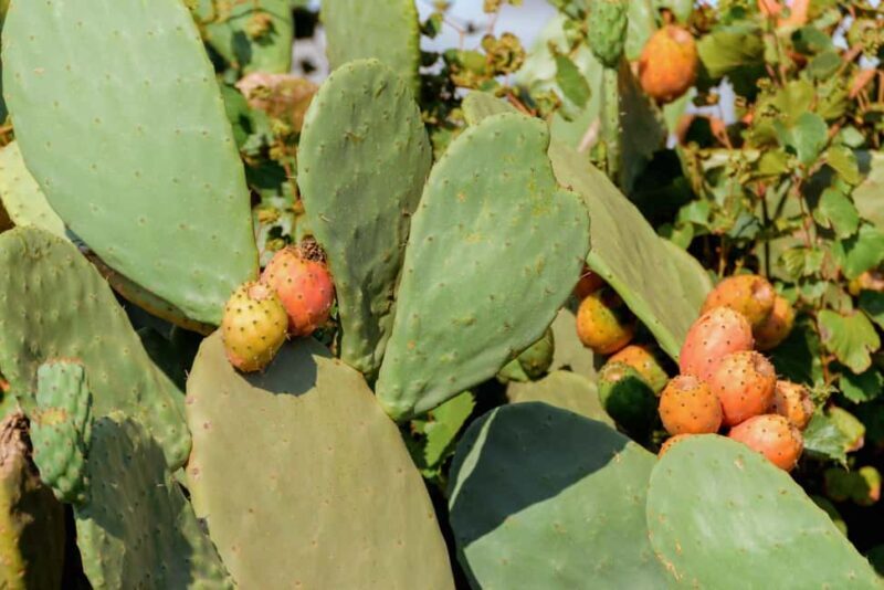 Ragusa: Sicilian cooking workshop in the countryside - The Bottom Line