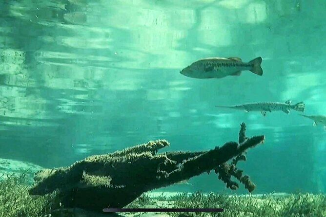 Rainbow River: 8AM & 3PM Snorkel or Scenic Wildlife Cruise - Final Thoughts