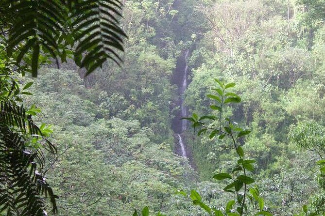 Rainforest Waterfall Trail and Shuttle Service - Rainforest Waterfall Trail and Shuttle Service Review