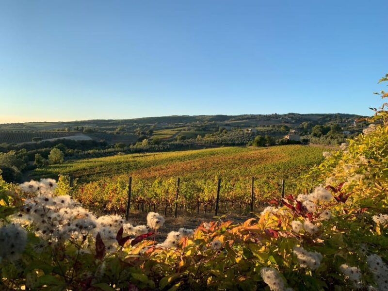 Raise a Glass: Exclusive Wine Experiences Near Orvieto - The Value of This Experience