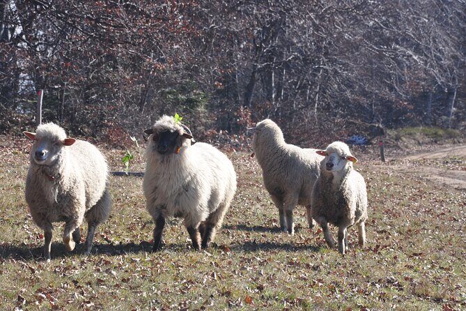 Rambling in Transylvania - Price and Value