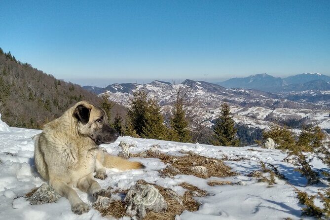 Rambling in Transylvania - FAQ