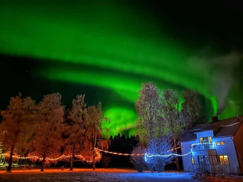 Råneå: Self-drive Dog sled trip through picturesque Lapland - The Experience: What You Can Expect