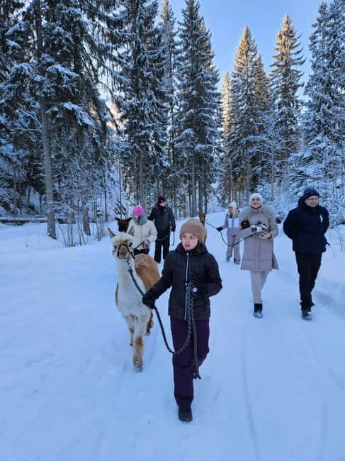 Rantasalmi, Finland: Alpaca walk in the middle of forest - Key Points