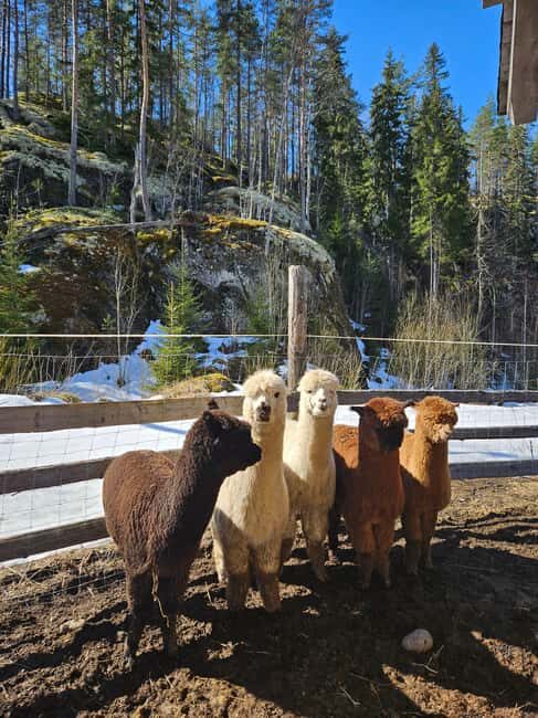 Rantasalmi, Finland: Alpaca walk in the middle of forest - What to Expect from Your Alpaca Forest Walk