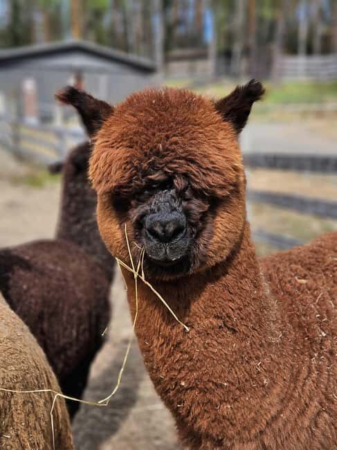 Rantasalmi, Finland: Alpaca walk in the middle of forest - Who Will Love This Experience?