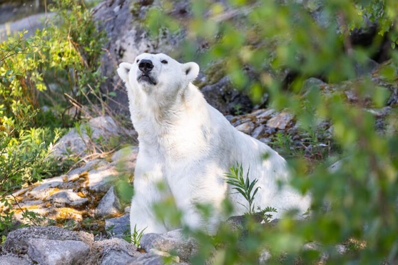 Ranua: Wildlife Park Entrance Ticket - Key Points