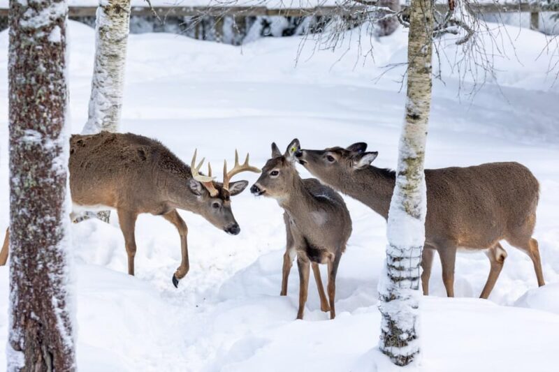 Ranua: Wildlife Park Entrance Ticket - A Deep Dive into the Ranua Wildlife Park Experience