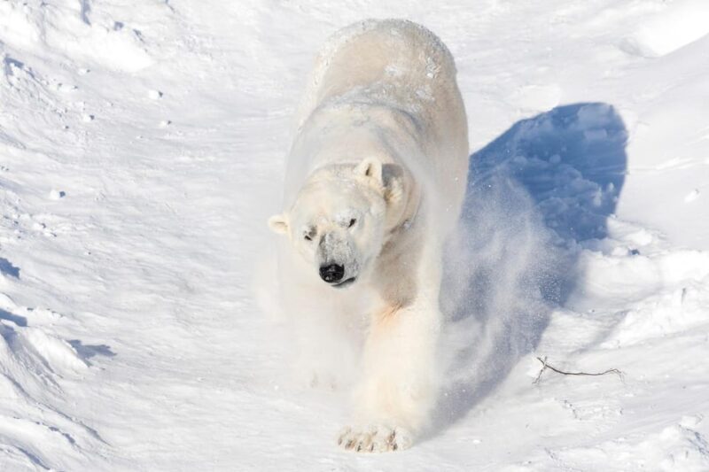 Ranua: Wildlife Park Entrance Ticket - FAQs About Ranua Wildlife Park