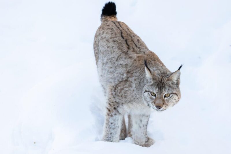 Ranua: Wildlife Park Entrance Ticket - Final Thoughts