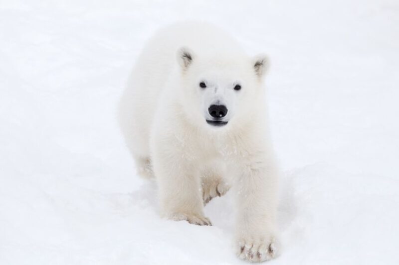 Ranua: Wildlife Park Experience with Buffet Lunch - Key Points