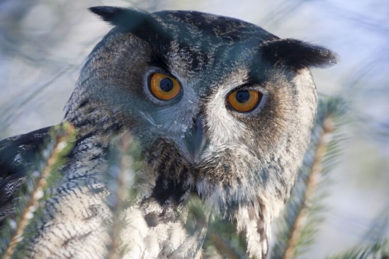Ranua Wildlife Park Guided Tour from Rovaniemi, With Lunch - Exploring the World’s Northernmost Zoo