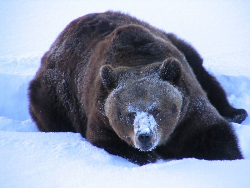Ranua Wildlife Park Guided Tour from Rovaniemi, With Lunch - How the Experience Adds Up