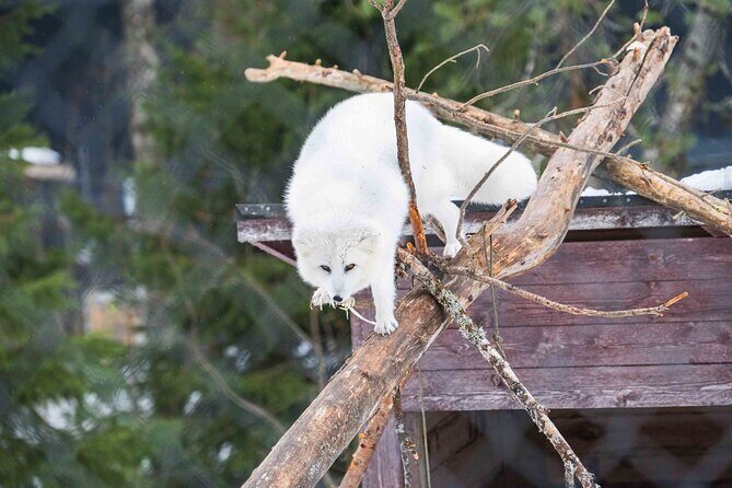 Ranua Wildlife Park Photography Tour - Key Points