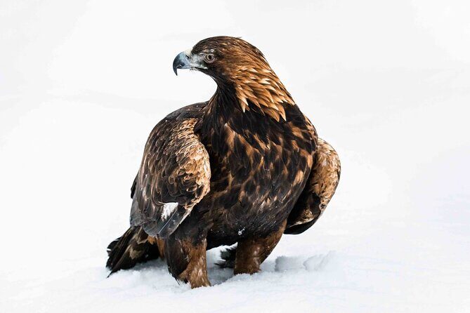 Ranua Wildlife Park Photography Tour - Authentic Reviewer Insights