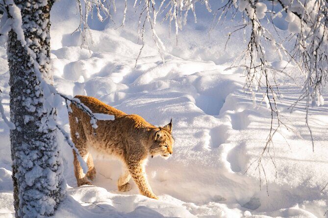 Ranua Wildlife Park Photography Tour - Final Thoughts