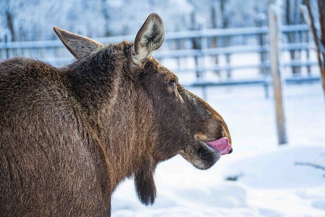 Ranua Wildlife Park Photography Tour - FAQ