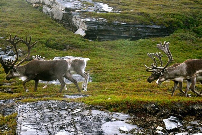 Ranua Zoo and BBQ - FAQ