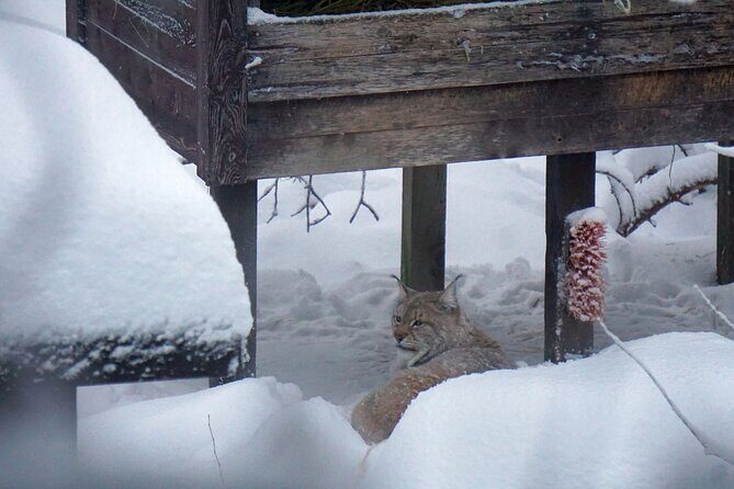 Ranua Zoo- Guided day tour from Rovaniemi - The Practical Side: What You Need to Know