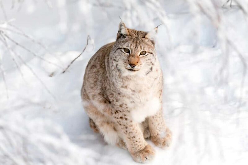 Ranua Zoo - An In-depth Look at the Ranua Wildlife Park Tour