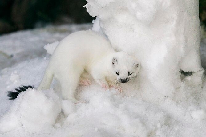 Ranua Zoo tour, optional lunch - Key Points