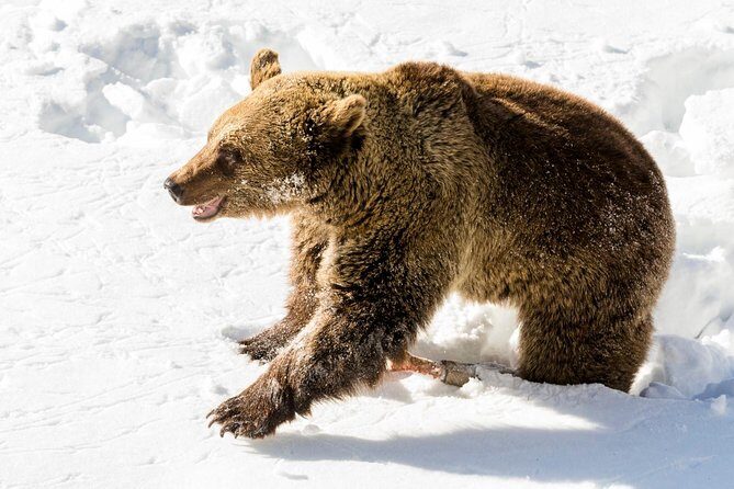 Ranua Zoo tour, optional lunch - The Verdict: Who Should Consider This Tour?