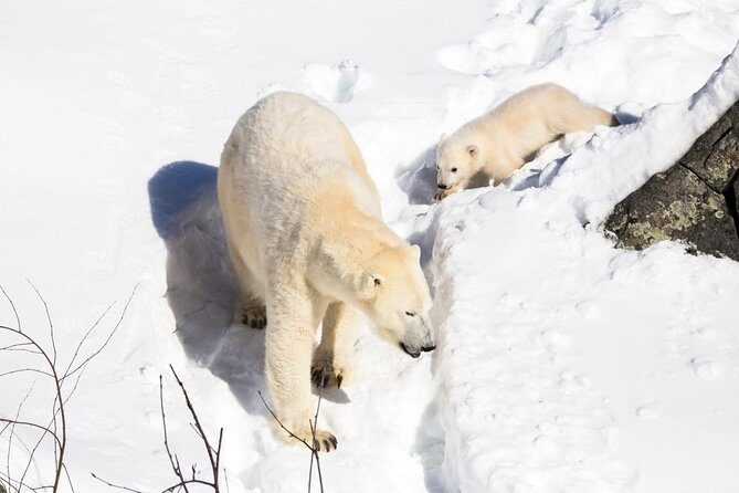 Ranua Zoo tour, optional lunch - Final Thoughts