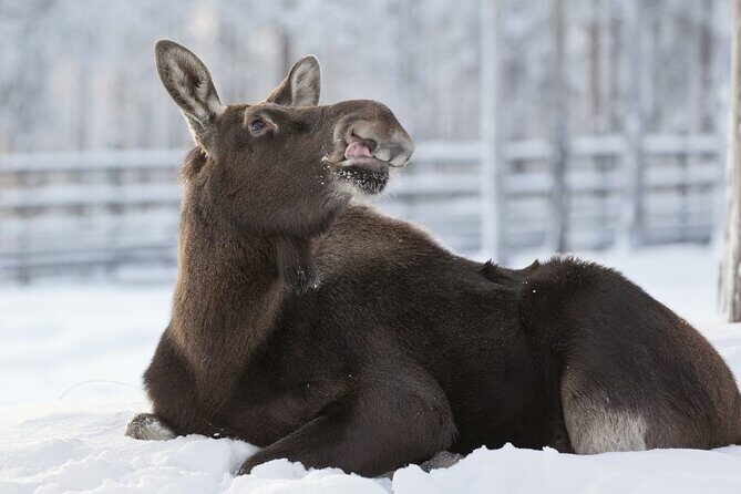 Ranua Zoo Tour (private service) - Frequently Asked Questions