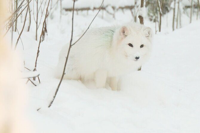 Ranua Zoo Tour (private service) - Final Thoughts