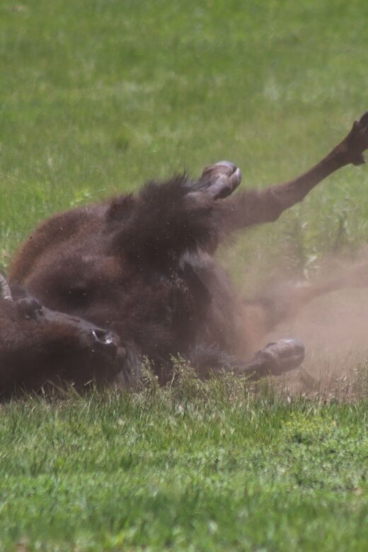 Rapid City: Black Hills Parks, Monuments & Mount Rushmore - An Honest Look at the Itinerary and Experience