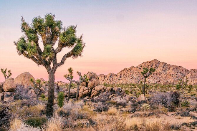 Rappelling Adventure in Joshua Tree National Park (6 Hours) - Key Points