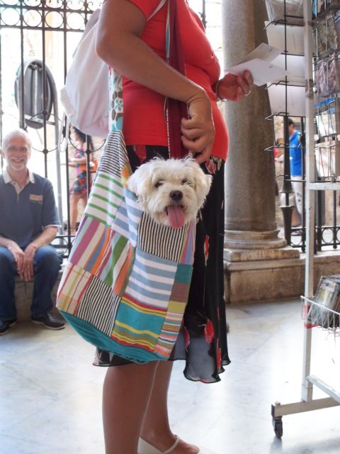 RARE PLANTS IN AOSTA VALLEY - Who is this tour good for?