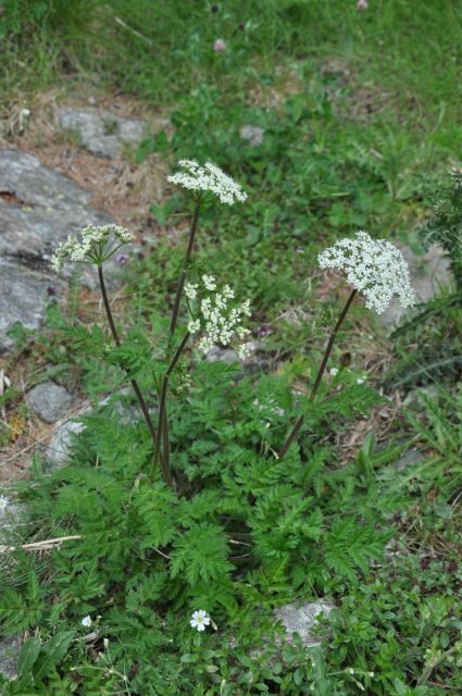 RARE PLANTS IN AOSTA VALLEY - What’s included and what to bring