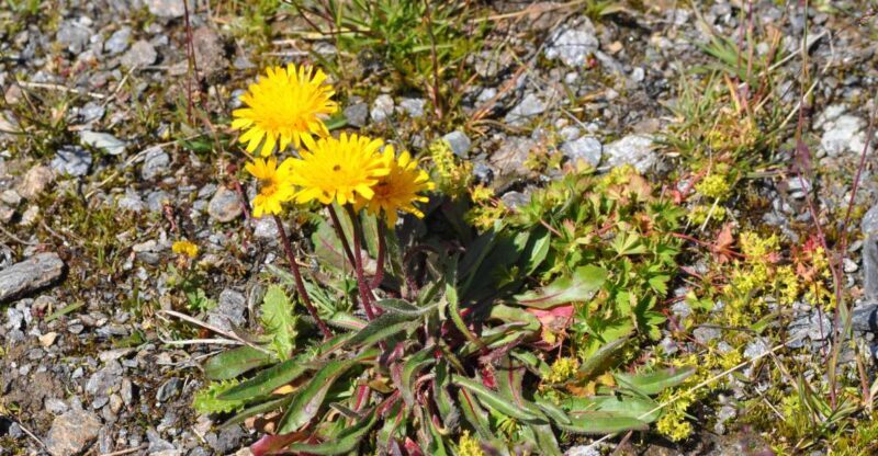 RARE PLANTS IN AOSTA VALLEY - Final thoughts