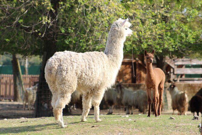 Ravenna: Safari Ravenna entrance ticket - Pricing and Value