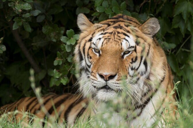 Ravenna: Safari Ravenna entrance ticket - Accessibility and Practical Details