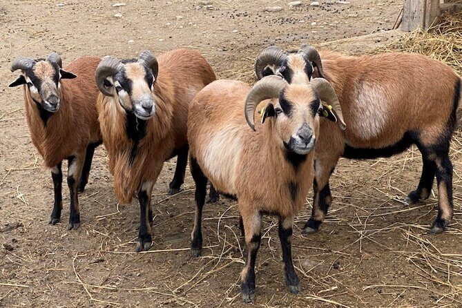 Ravenna: Safari Ravenna entrance ticket - FAQ