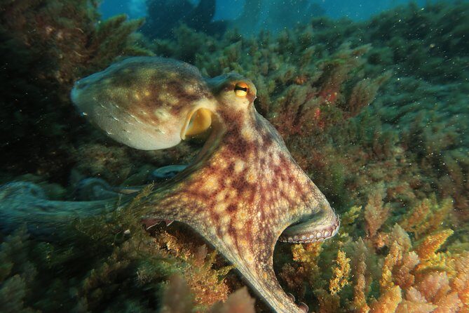 RECREATIONAL DIVE (certified divers only) : Explore Canarian Sealife - Whats Not Included