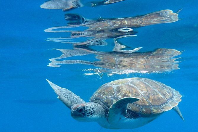 RECREATIONAL DIVE (certified divers only) : Explore Canarian Sealife - Pricing and Value