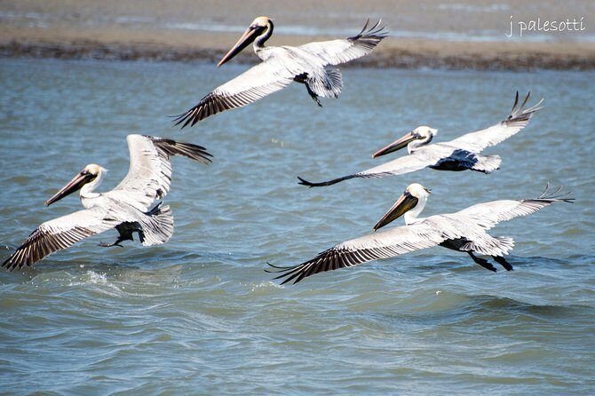 Red Boat Tours - Dolphin Odyssey and Sightseeing Tour - What to Expect from the Itinerary