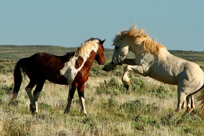 Red Canyon Wild Mustang Tours And Safaris In Cody Wyoming - An Honest Look at What to Expect