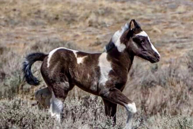 Red Canyon Wild Mustang Tours And Safaris In Cody Wyoming - FAQ