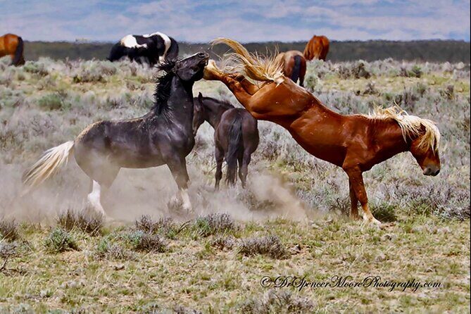 Red Canyons Best Of The Wild West Wild Mustang+Rafting Adventure - Final Thoughts