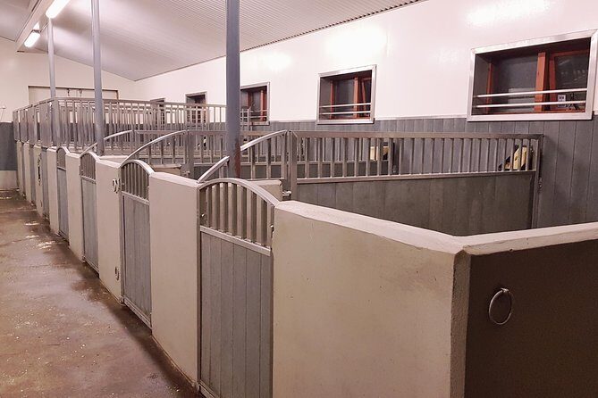 Red Lava Horse Riding Tour From Reykjavik - Who Is This Tour Best Suited For?